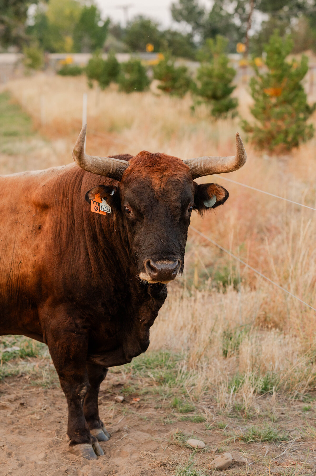 Twisting-T-Bar-Bull