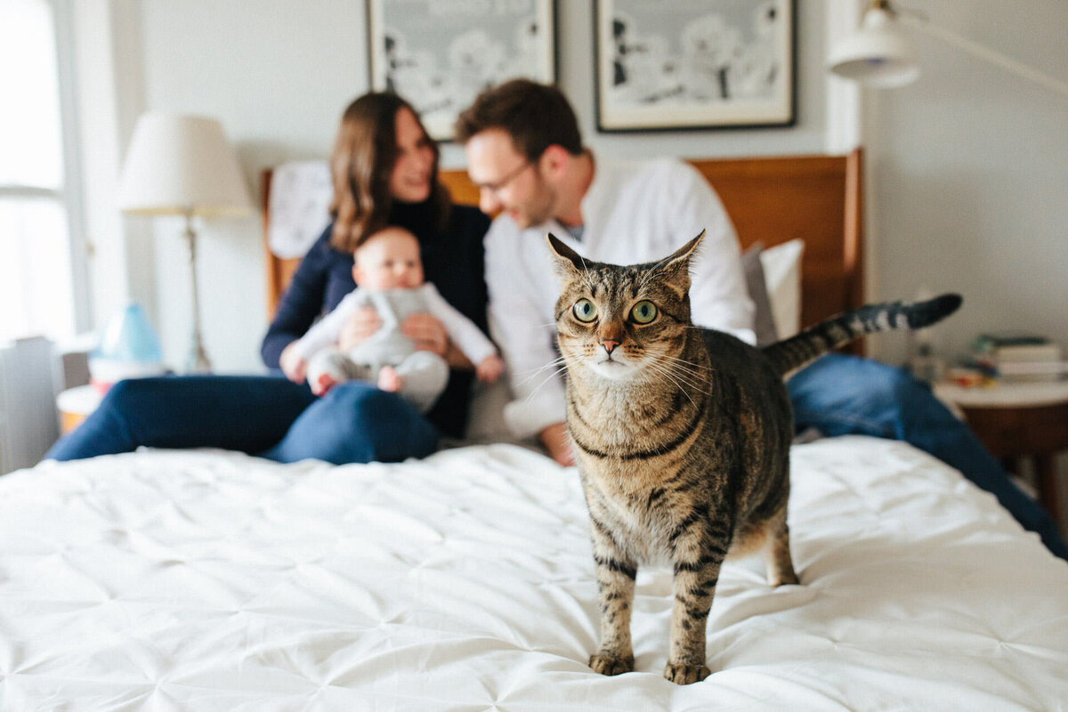 brooklyn family portrait with baby and cat on the bed