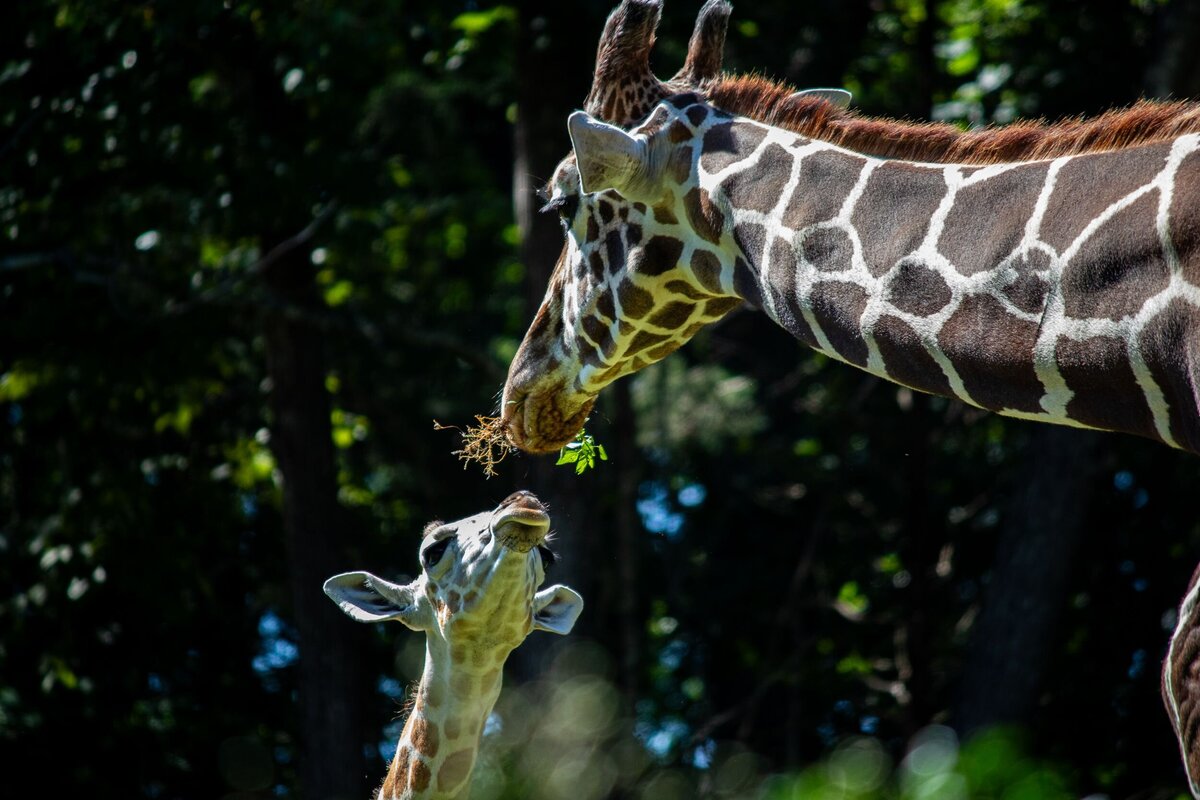 Baby_Giraffe_and_Mom-4153b872-2500