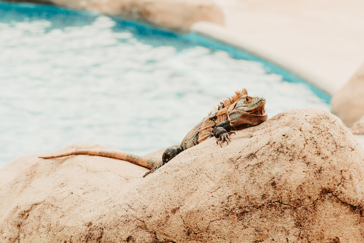 Iguana in Costa Rica