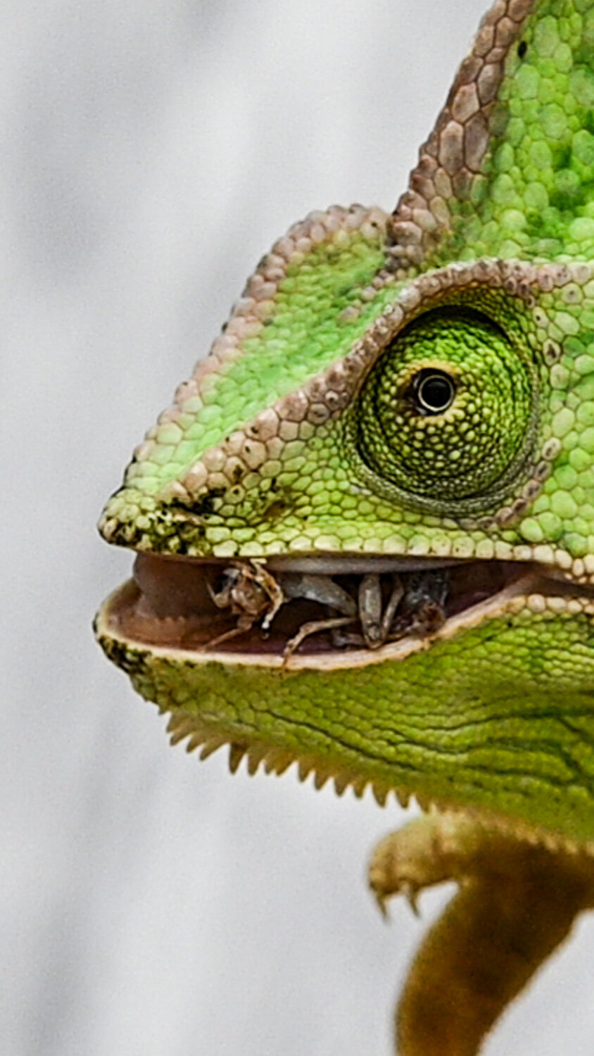 Chameleon eating cricket