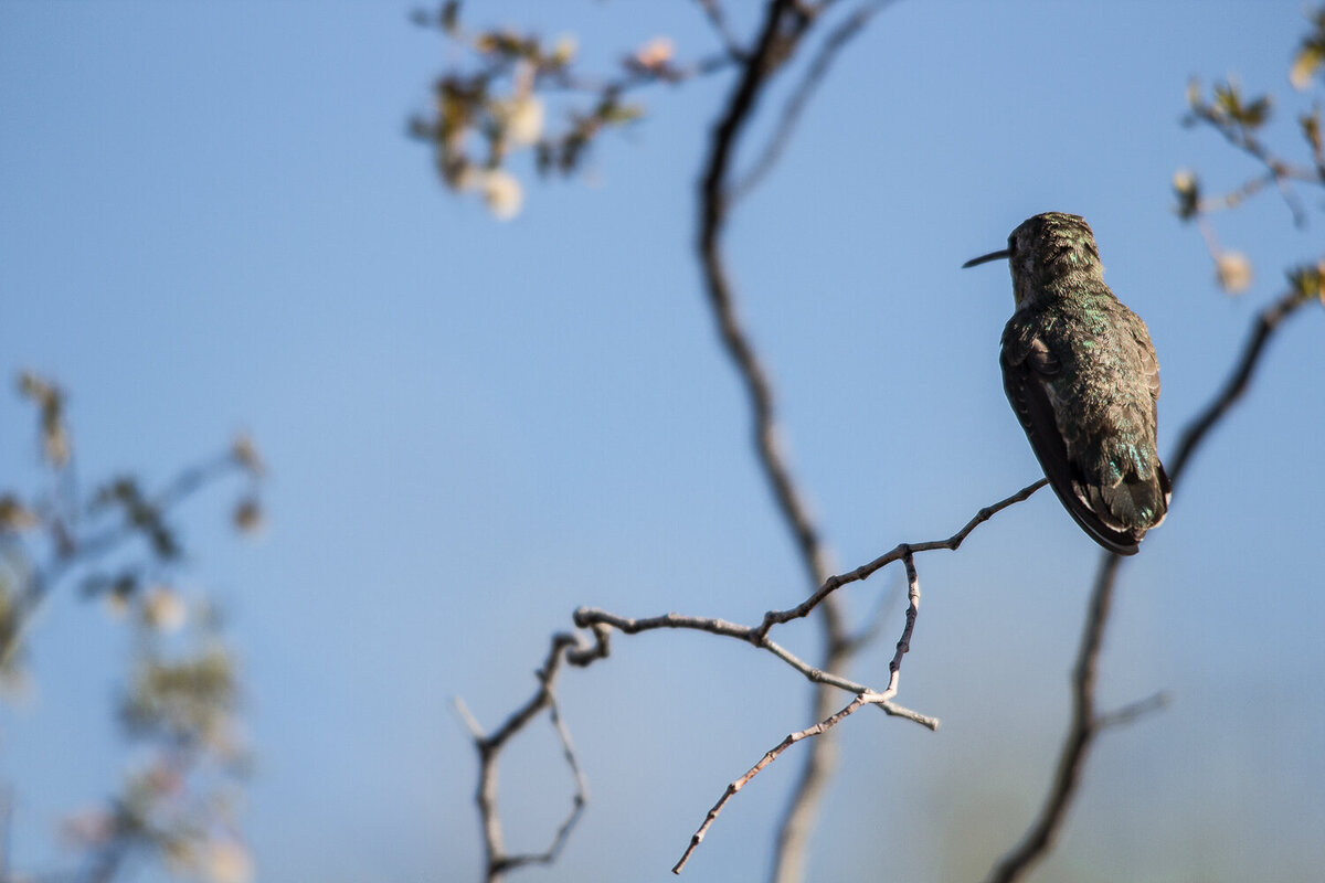 humming-bird-blue