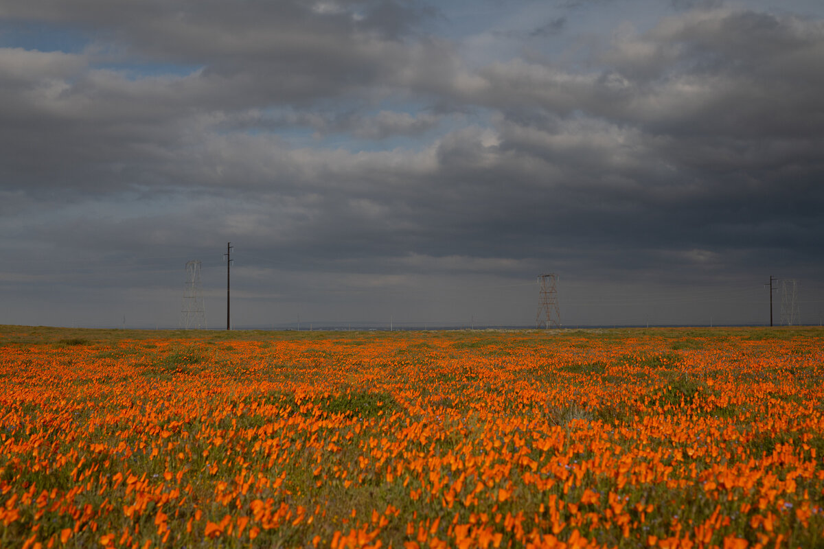 DSC_7619