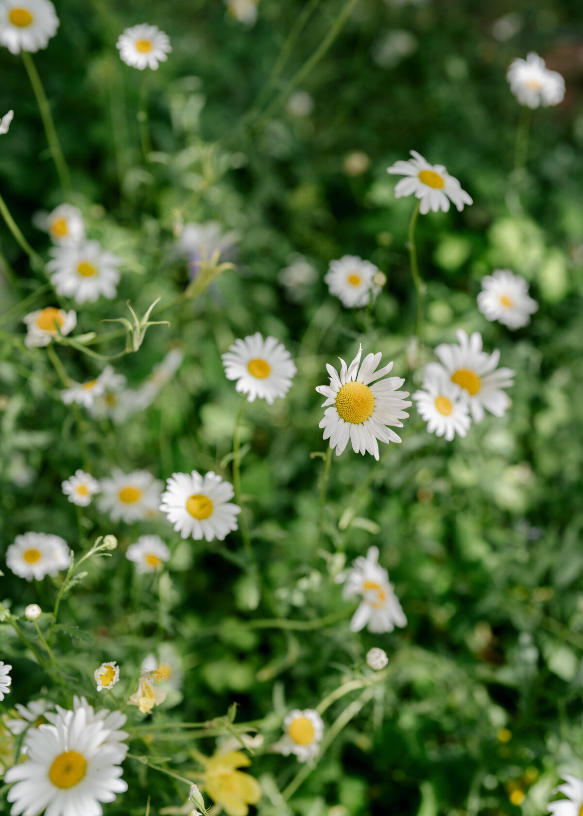 Aspen_Snowmass_Ranch_Wedding-40
