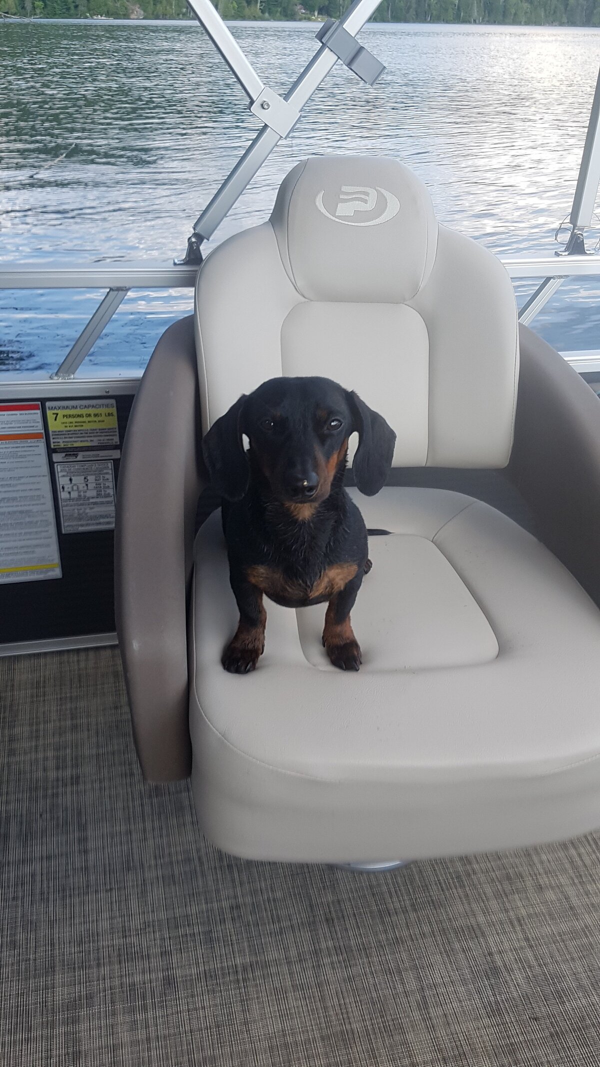 Dachshund Boat Life