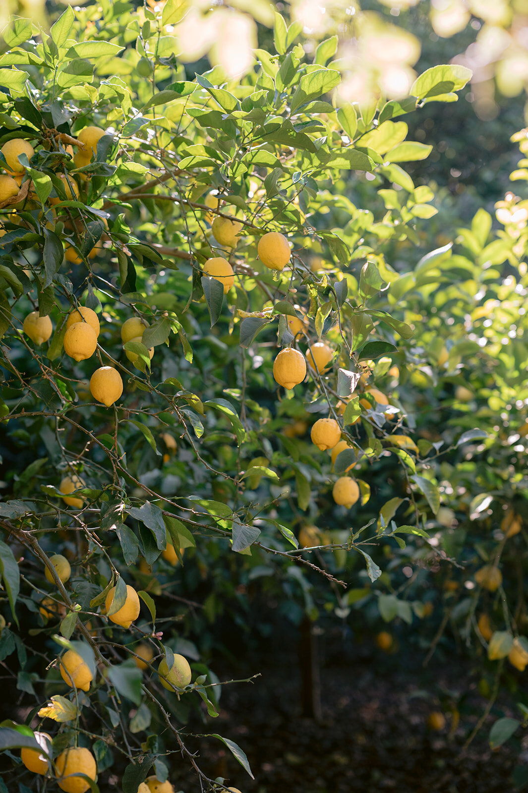 06.28.25_jacqueline and alex_erica streelman photo-745