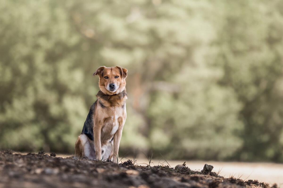 Hundefotografie-chemnitz-Tierfotografie-fotograf-Uhldingen-Bodensee-Hamburg-Dresden-Erfurt-Konstanz-20