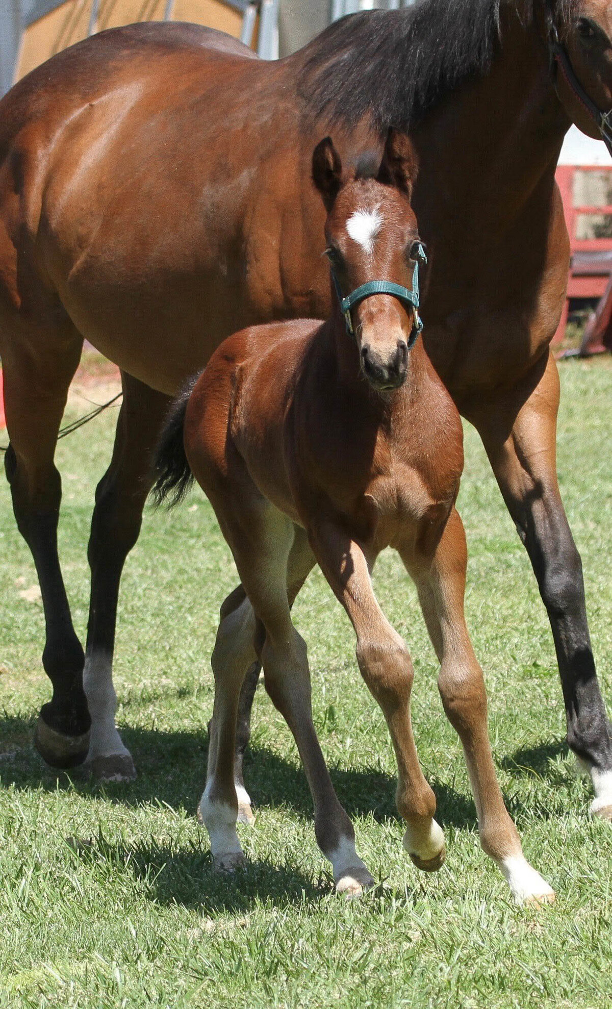 Connemara Pony Foal