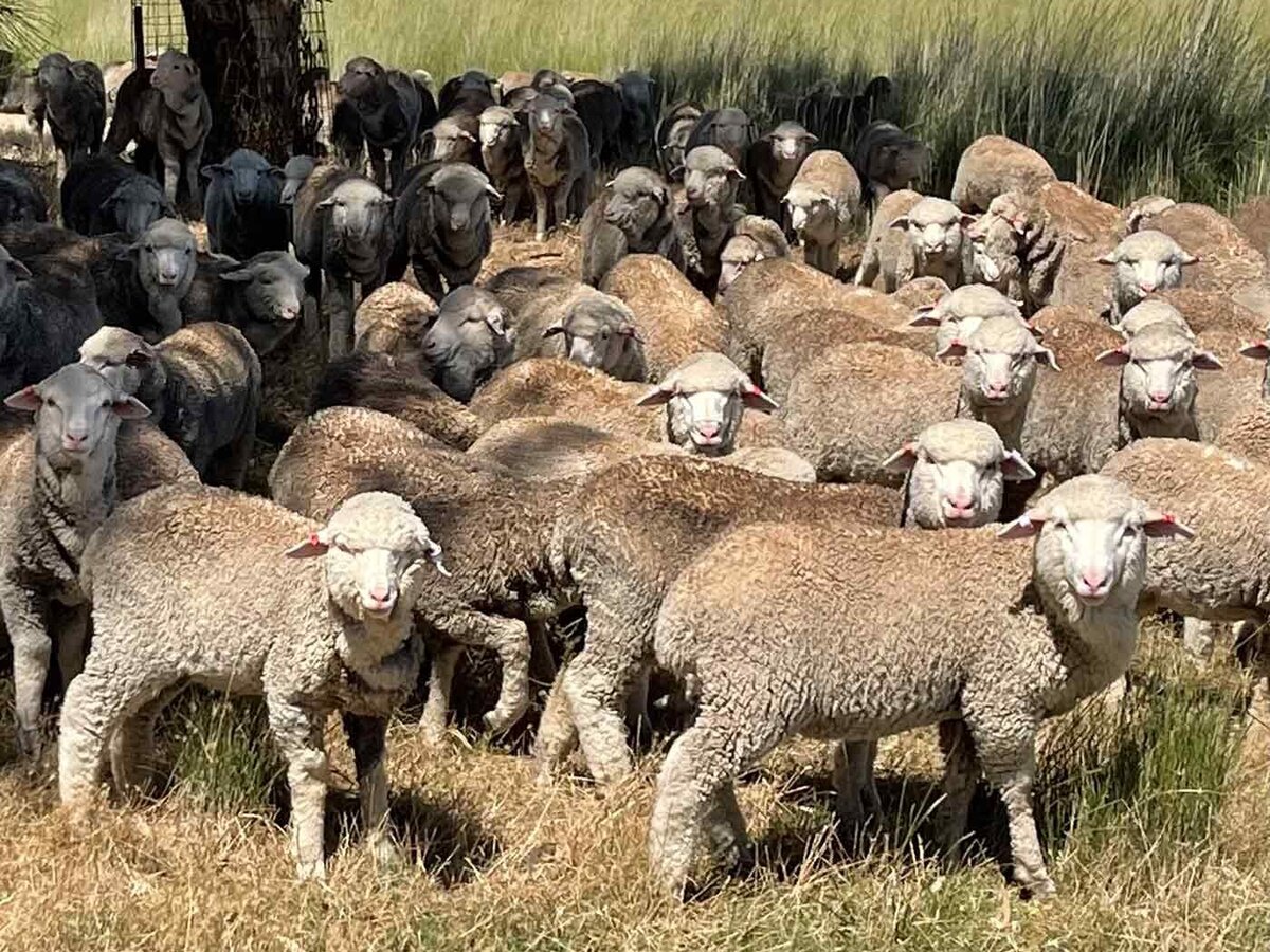 Wool Producer quality