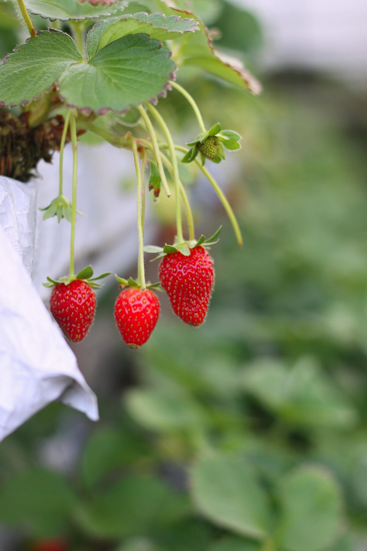 strawberry