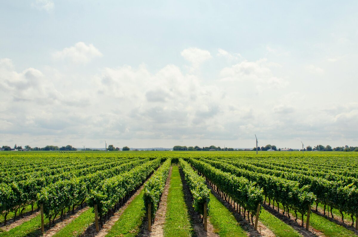 Central California Coast Appraisals for Wineries and Vineyards