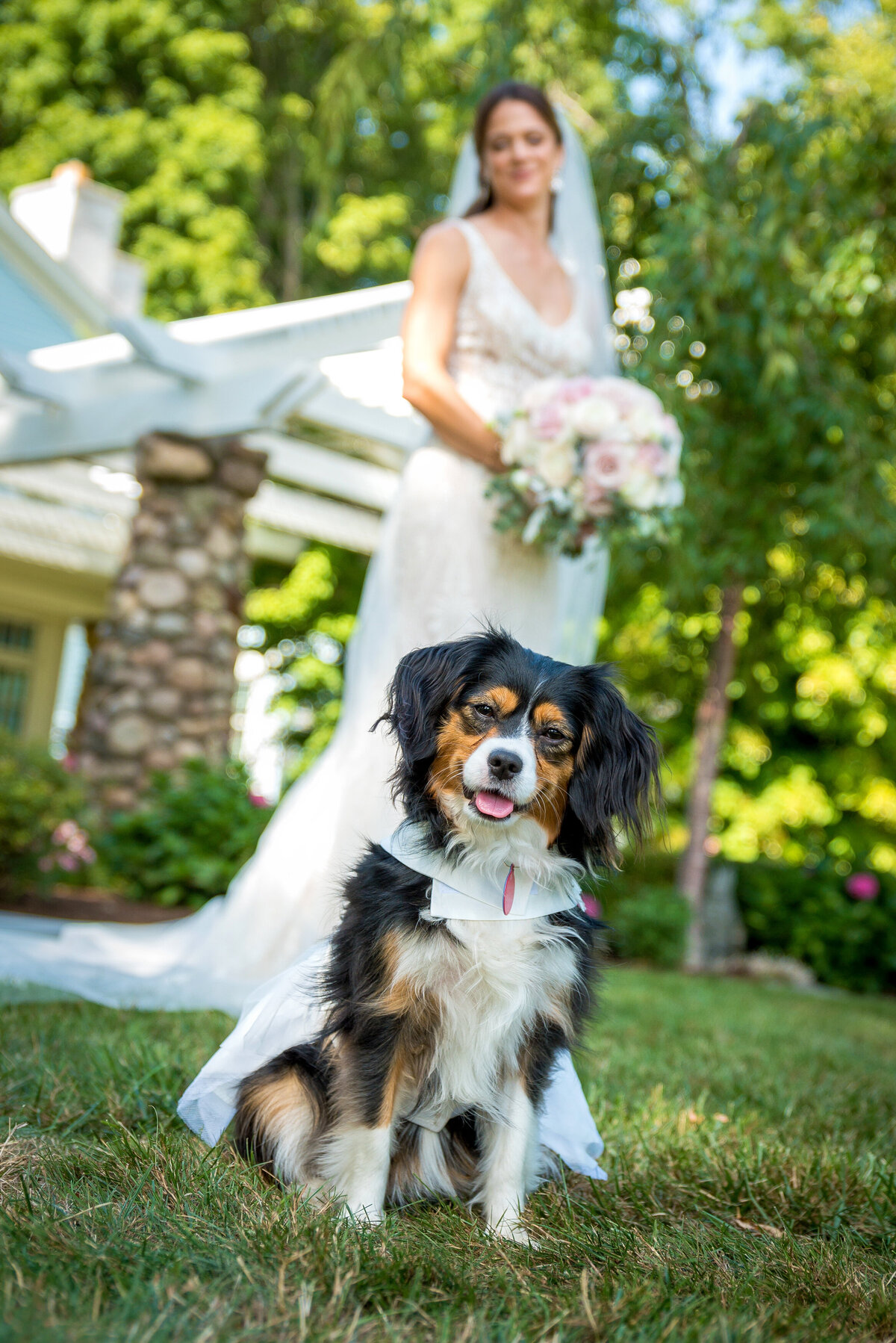 Bride with her dog wearing a wedding dress.