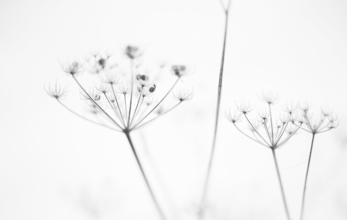 fine_art_photographer _027