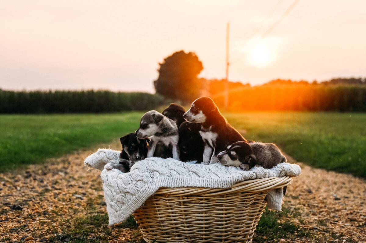puppies (34 of 73)
