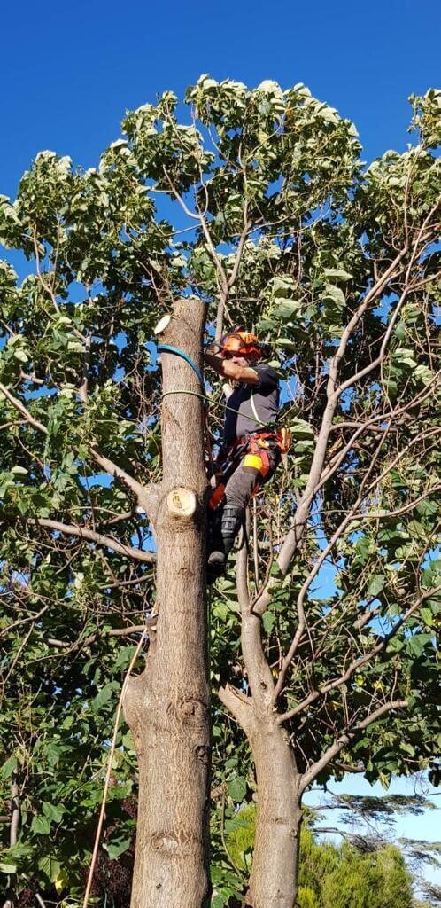 Evergreen Tree Services SA-HighClimbs001 (1)