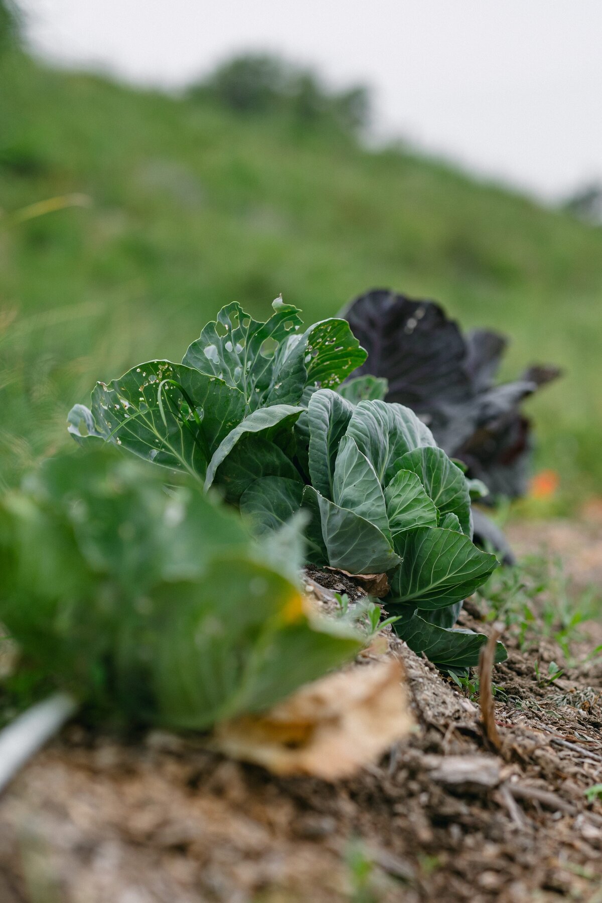 Leap-Lab-Science-Farm-Ventura-California-Santa-Paula-Non-Profit-0020