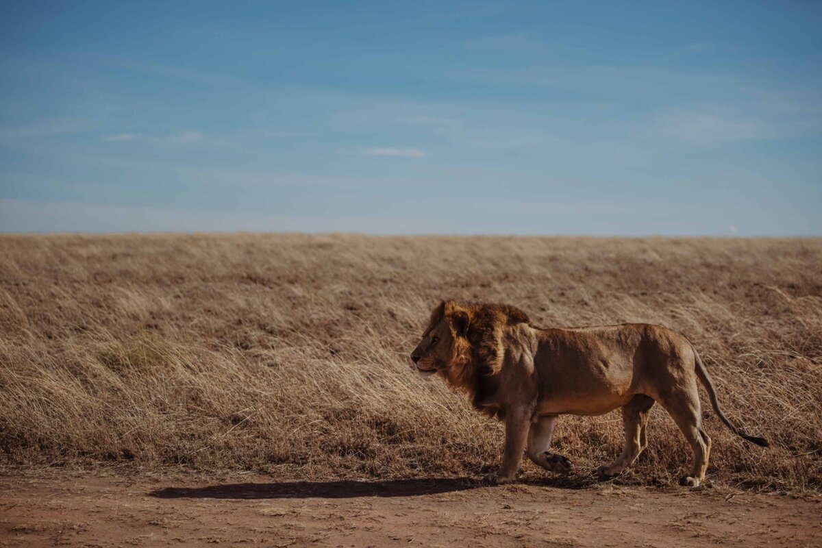 TAASA Safari Wildlife (9)