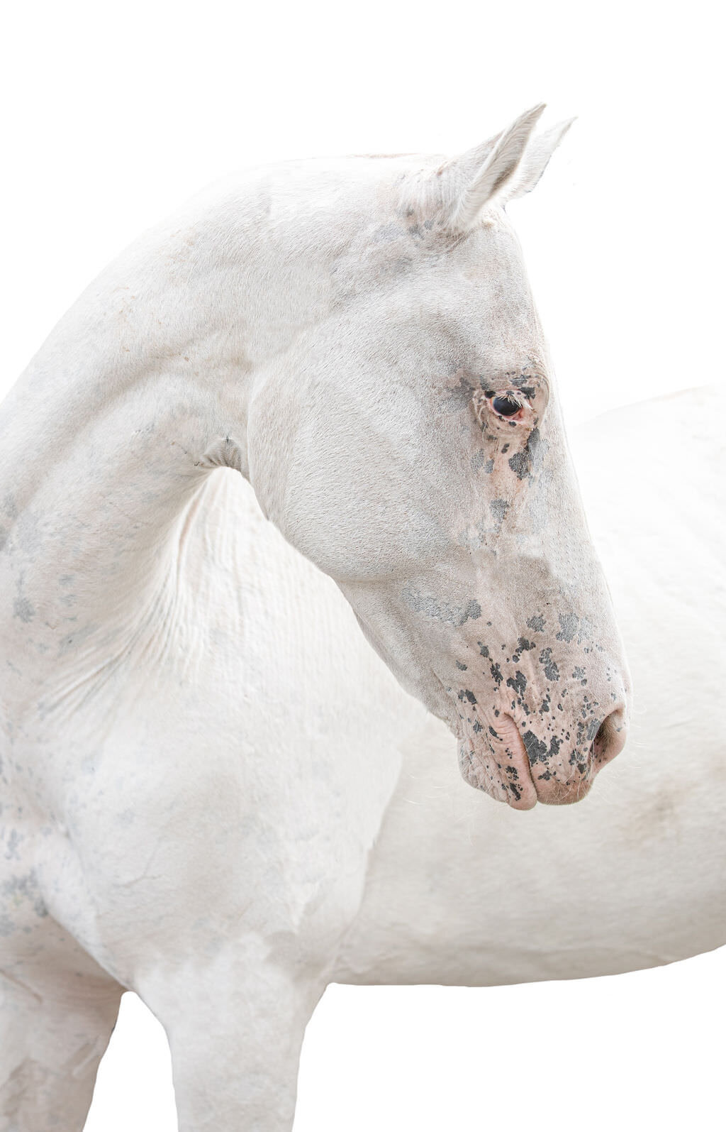 20230709_kya-photography-equestrian-photographer_0026