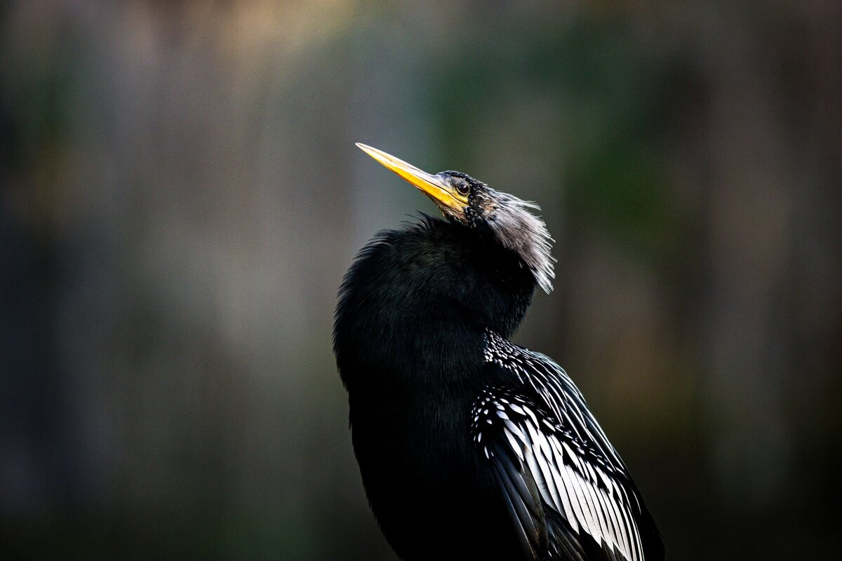 Bird-Up-CLose-ae6bbc36-2500