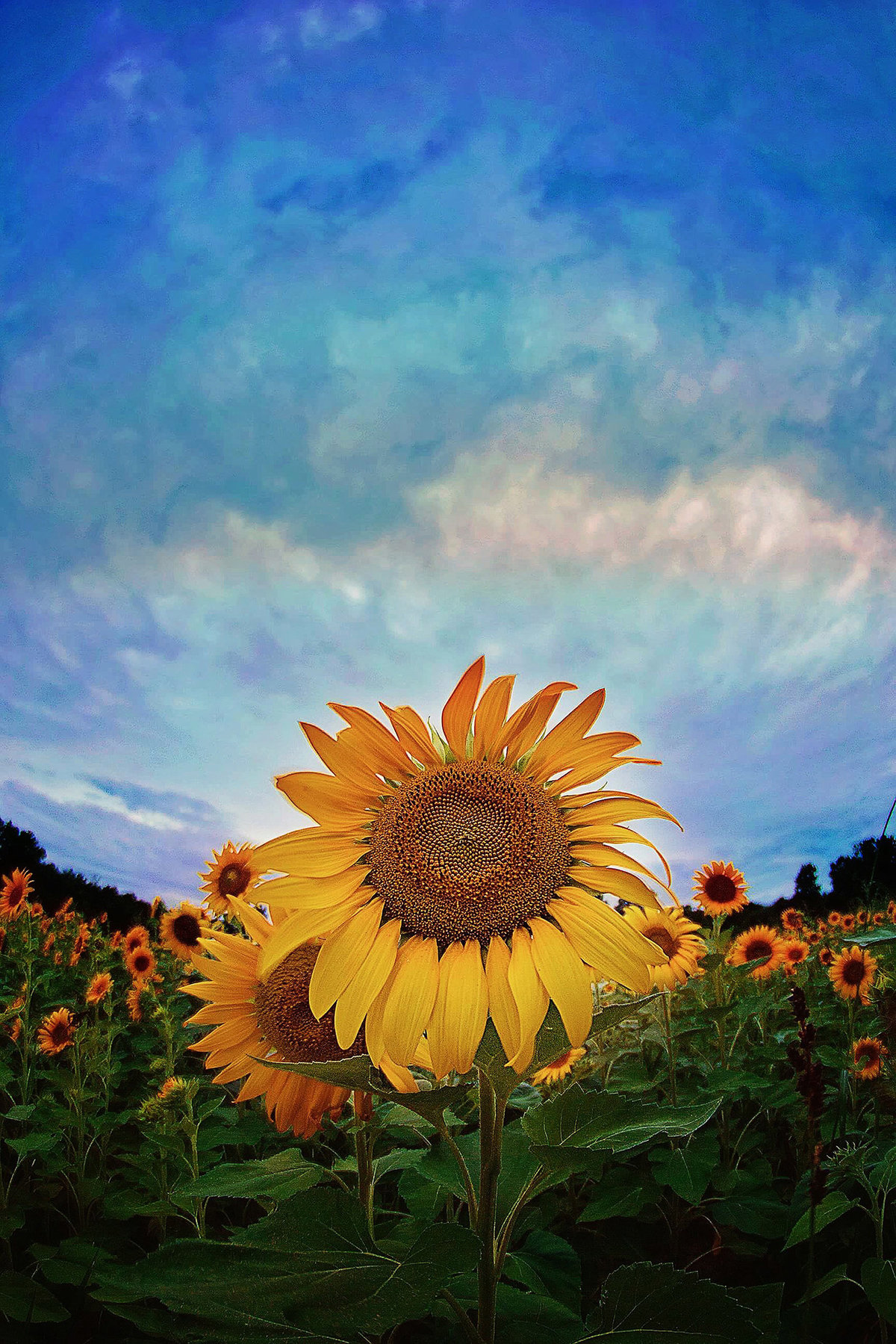 flower9
