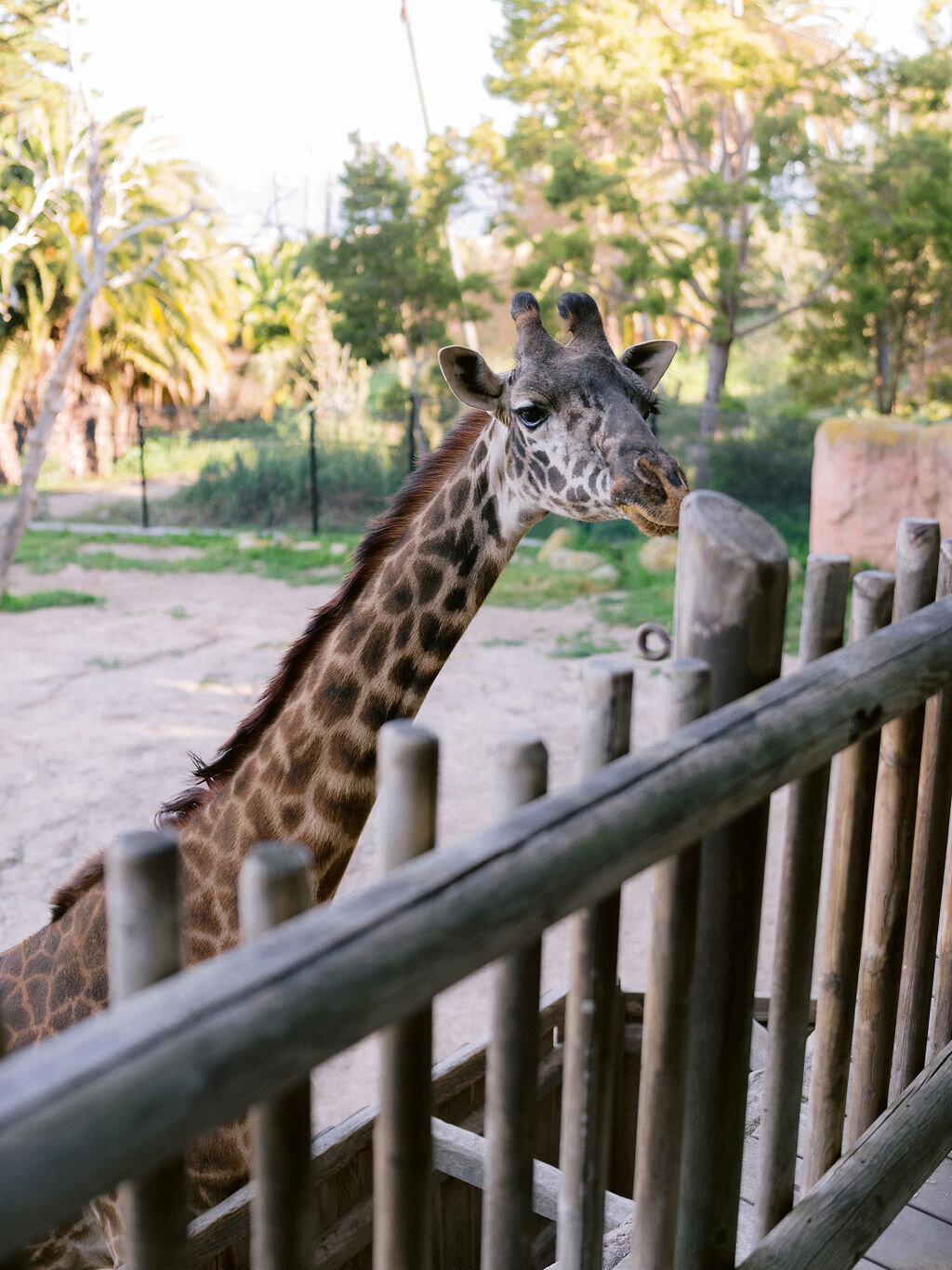 rehearsal-dinner-santa-barbara-zoo-detailed-touch-events-wedding-planner38