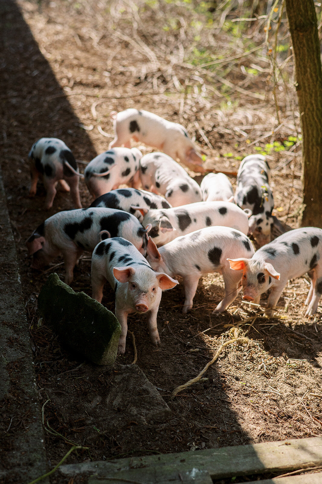 FotostudioFlora_Sengersbroek-29