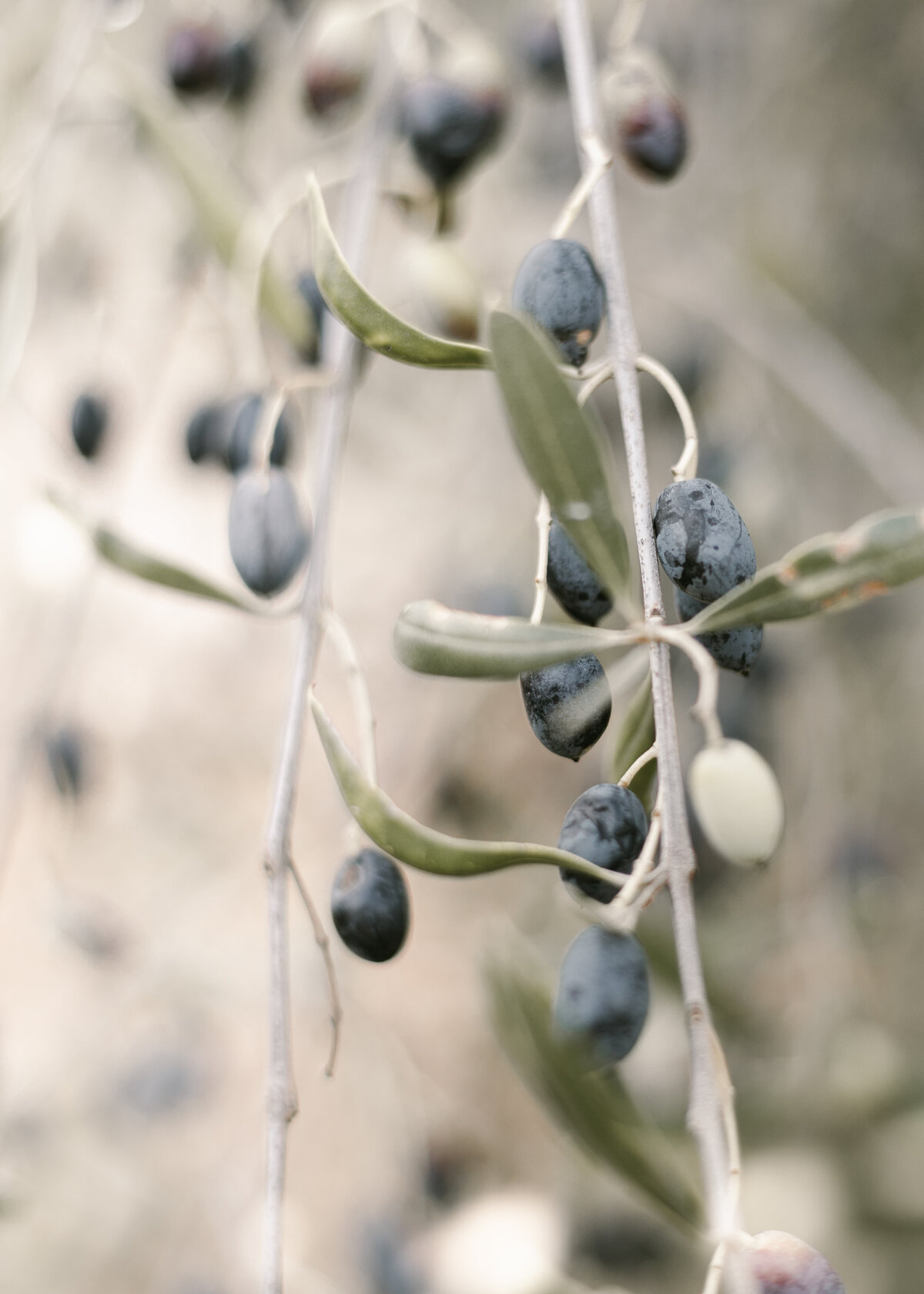 Greek Olive branch