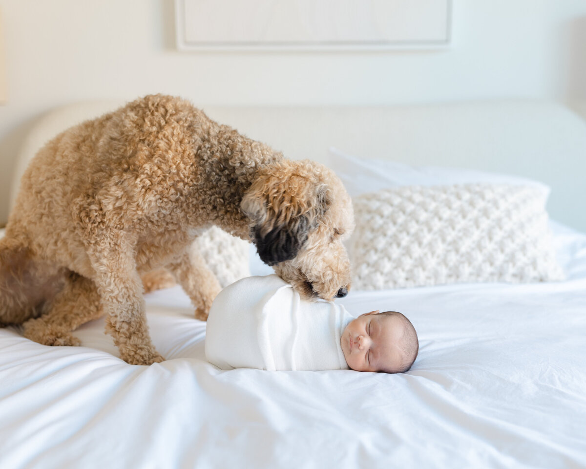 Dog lovingly sniffs newborn baby