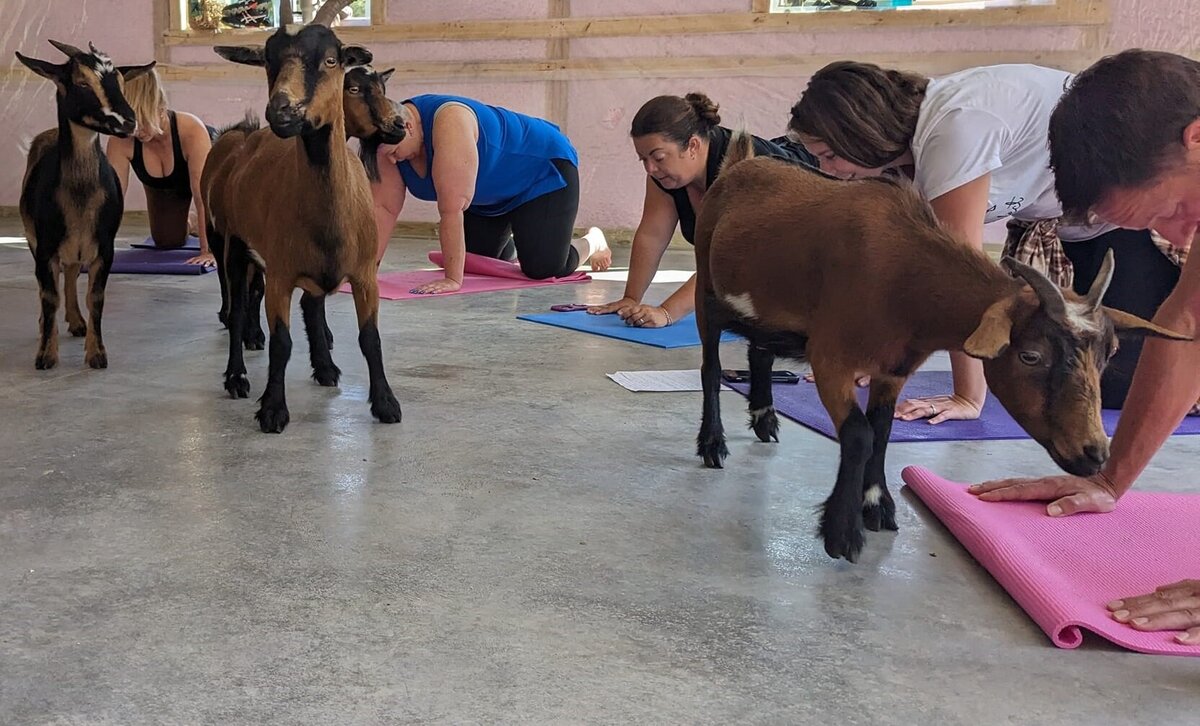 Goats and women in yoga studio