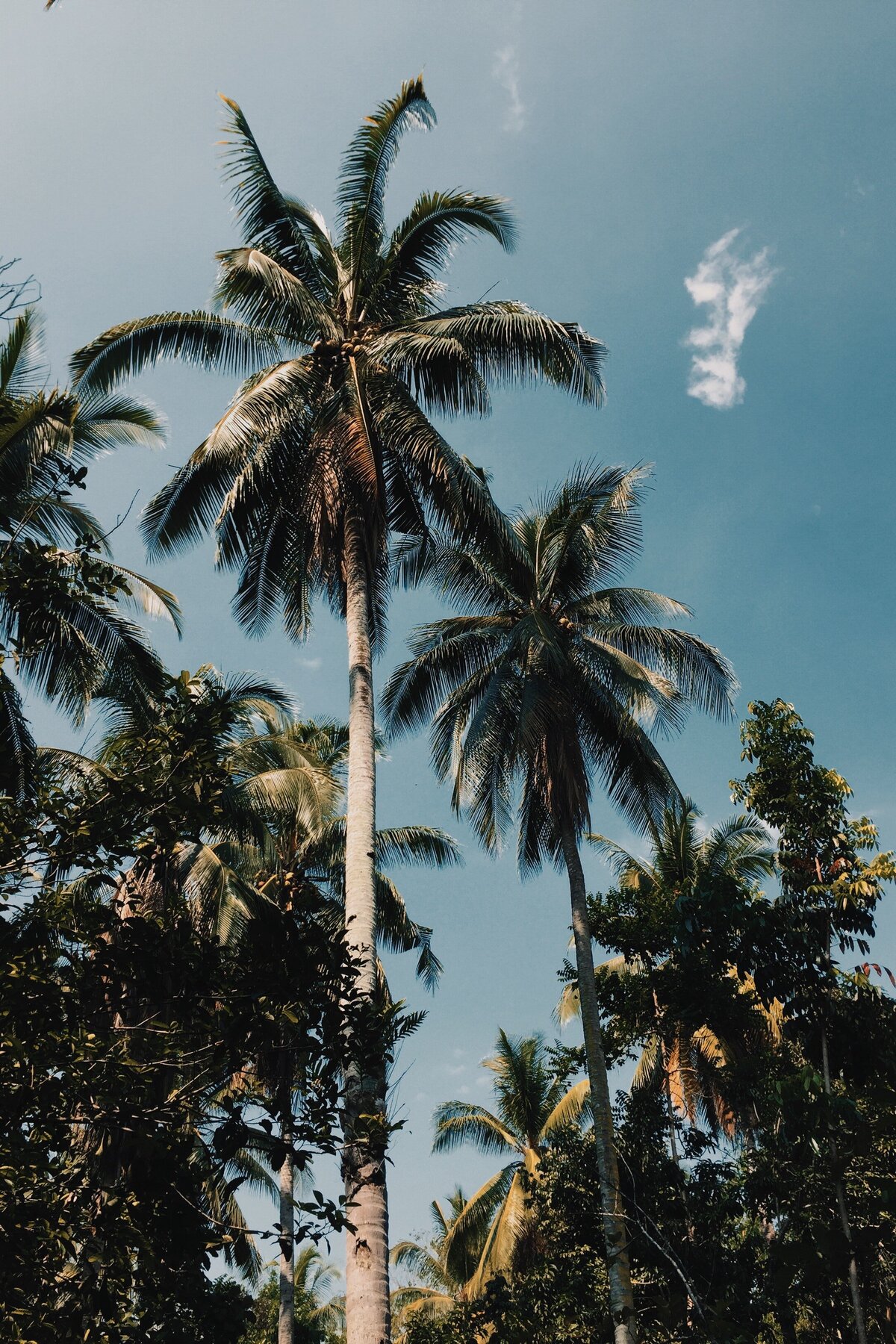 pexels-ryan-delfin-2270389