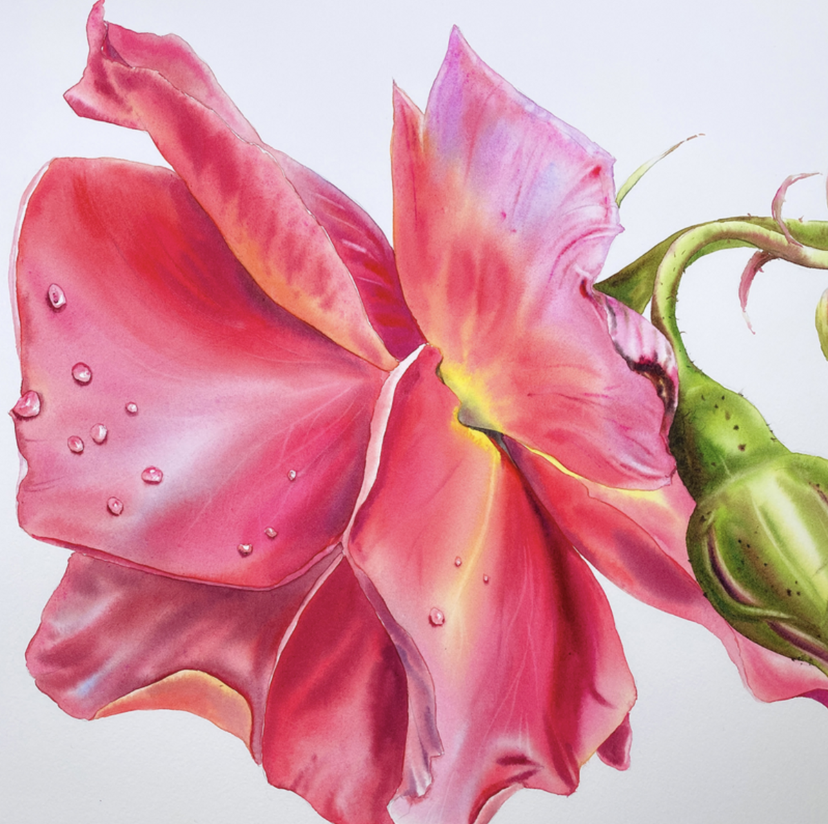 watercolor-coral-rose-painting