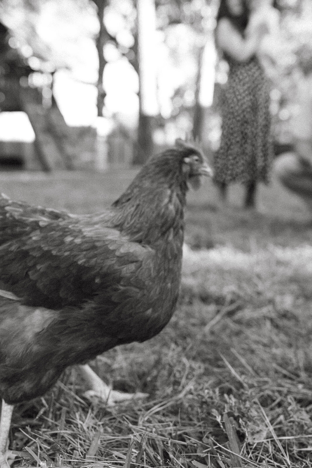 Woodlands-Family-photographer-7638_websize