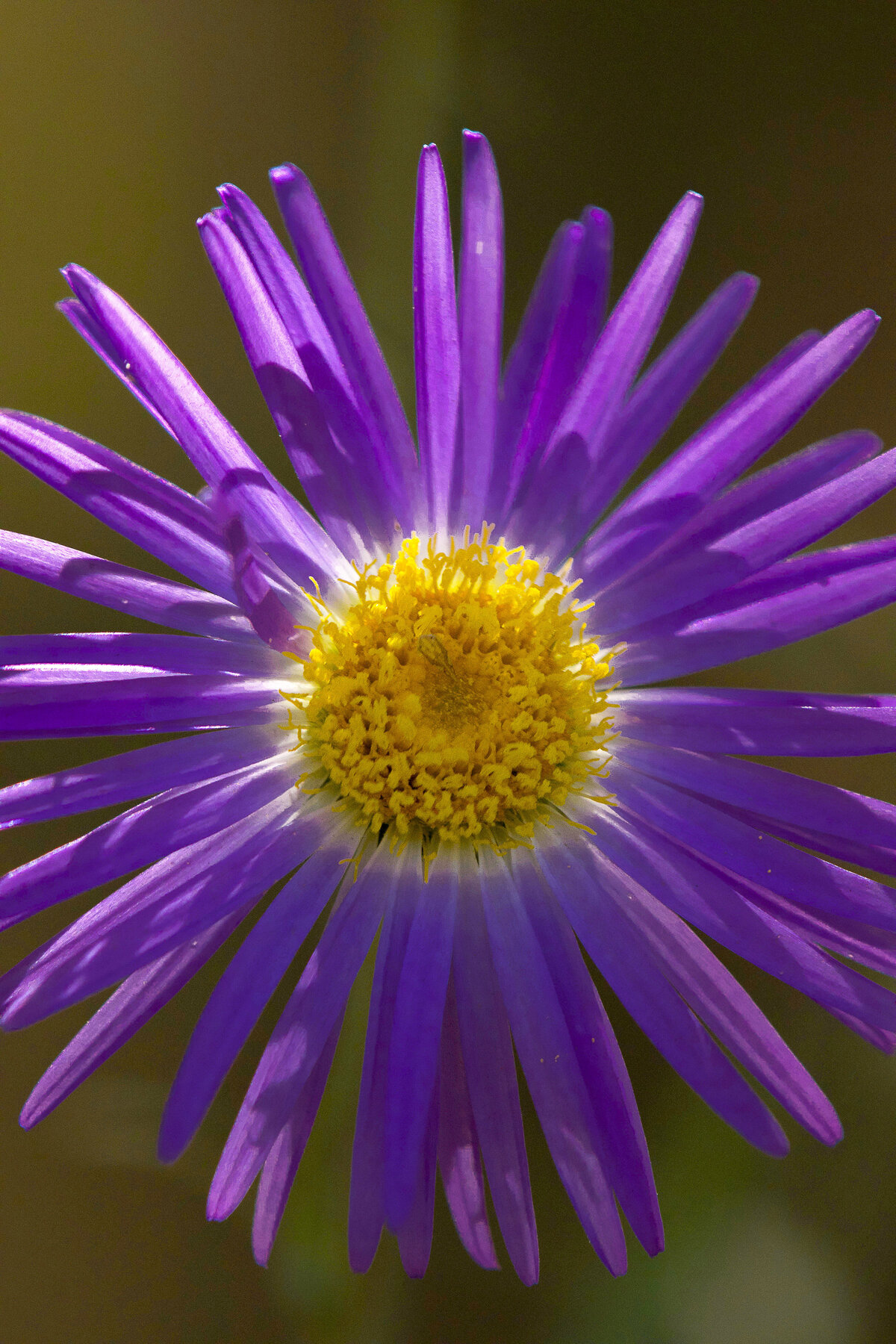Good_Morning_Aster_IMG_2073