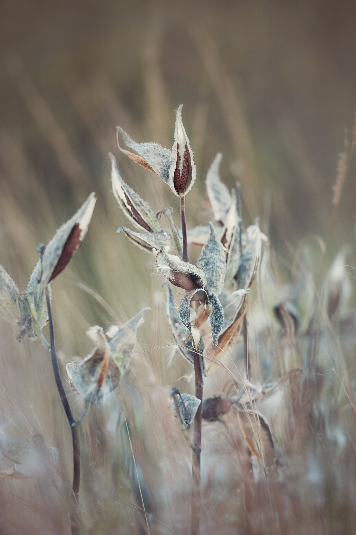 liz allen photography grasses-1