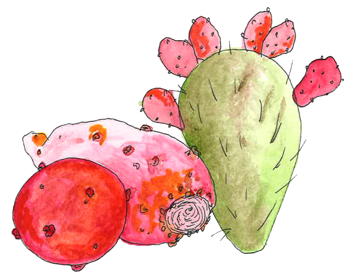 cactus pears