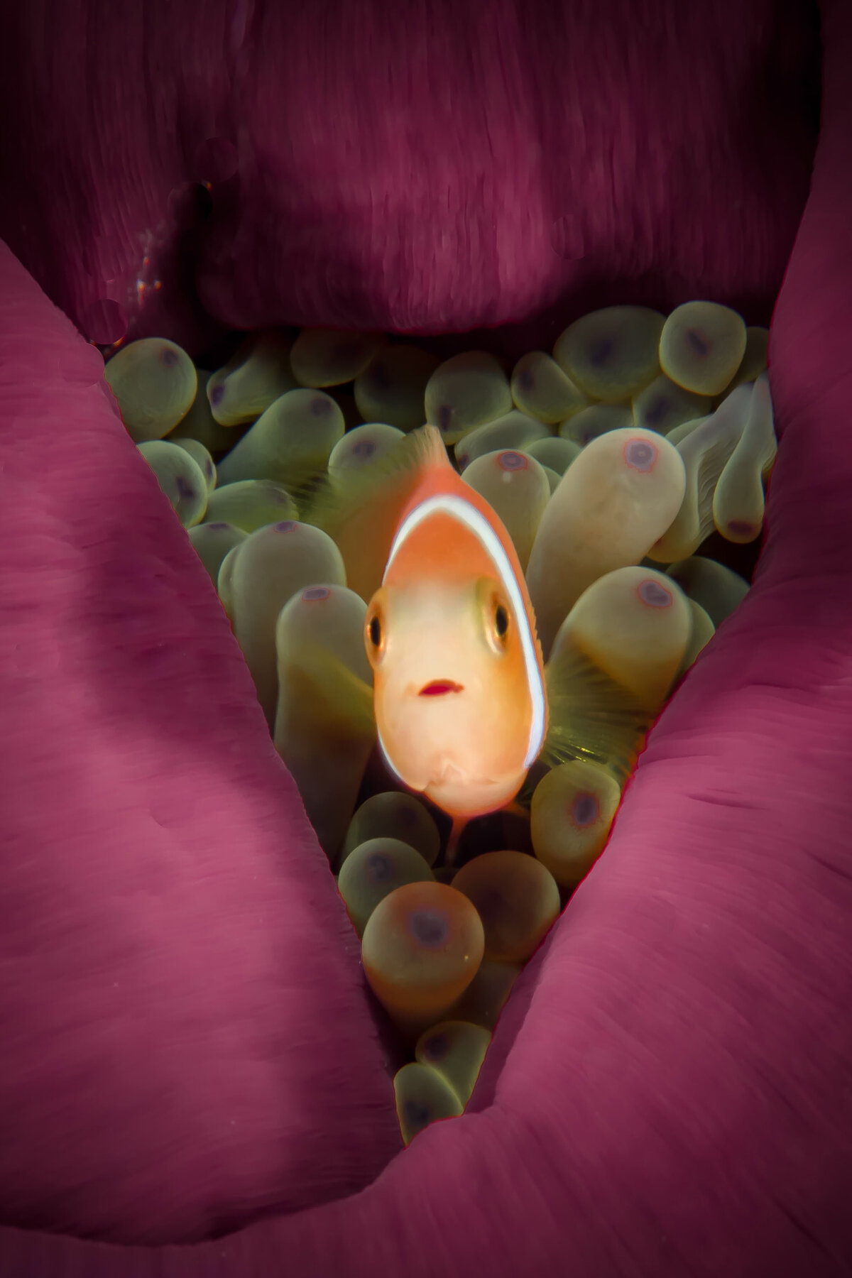 sealife_03b