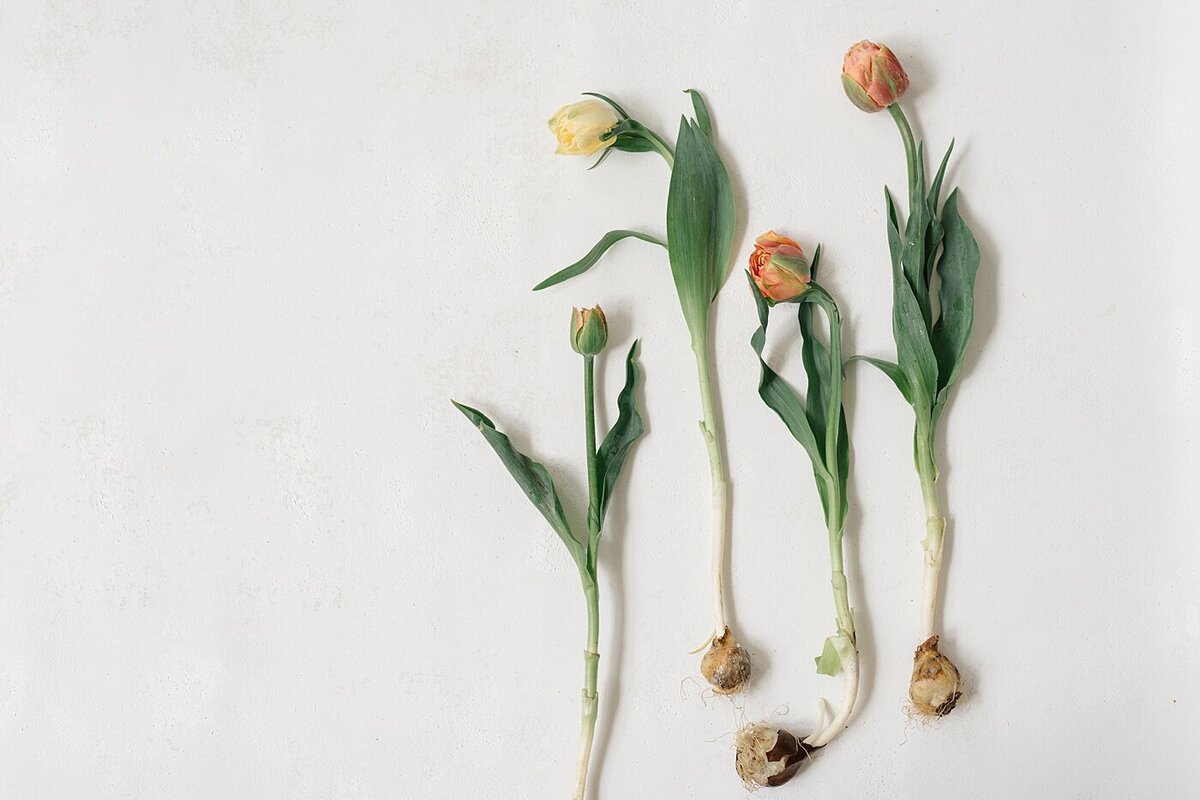 branding photographer photographs flowers that are still attached to their bulbs laying on a white backdrop