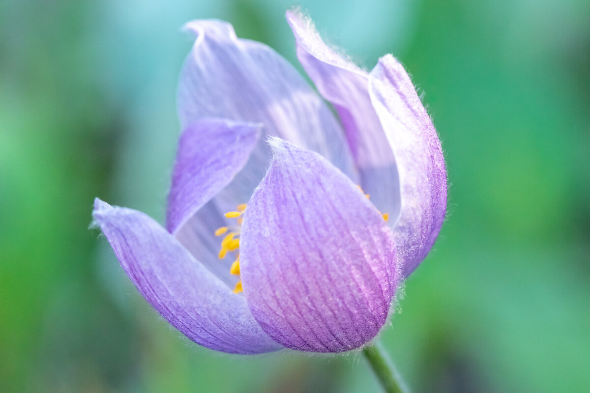 Single purple pasqueflower Montana wildflower, Missoula