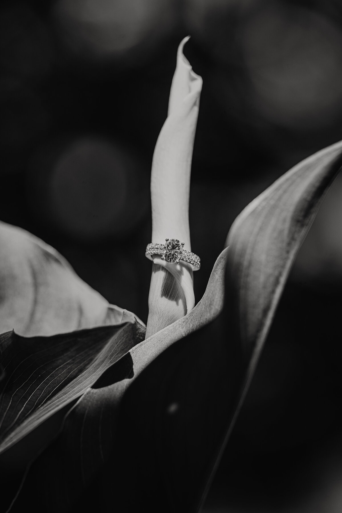 abstillsphotography_weddingelopementphotographer-116