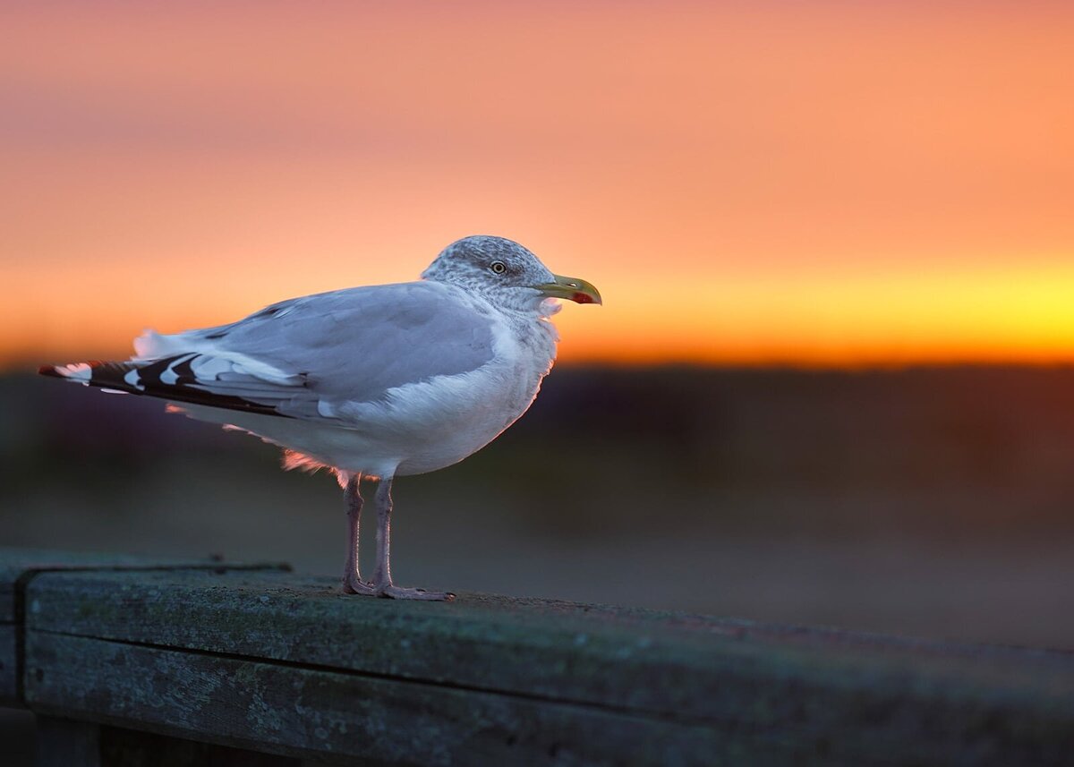 GoldenGull