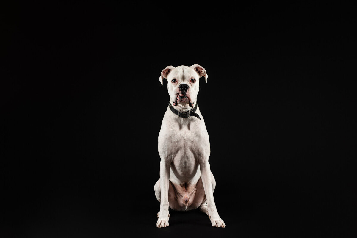 White boxer dog sitting on a black backdrop in a photography studio