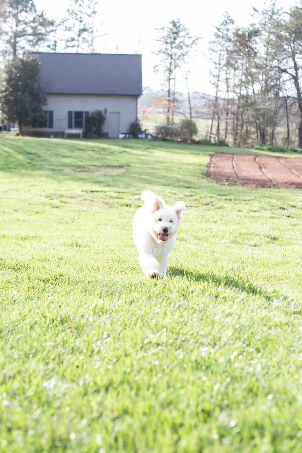 Misty's Puppy-9