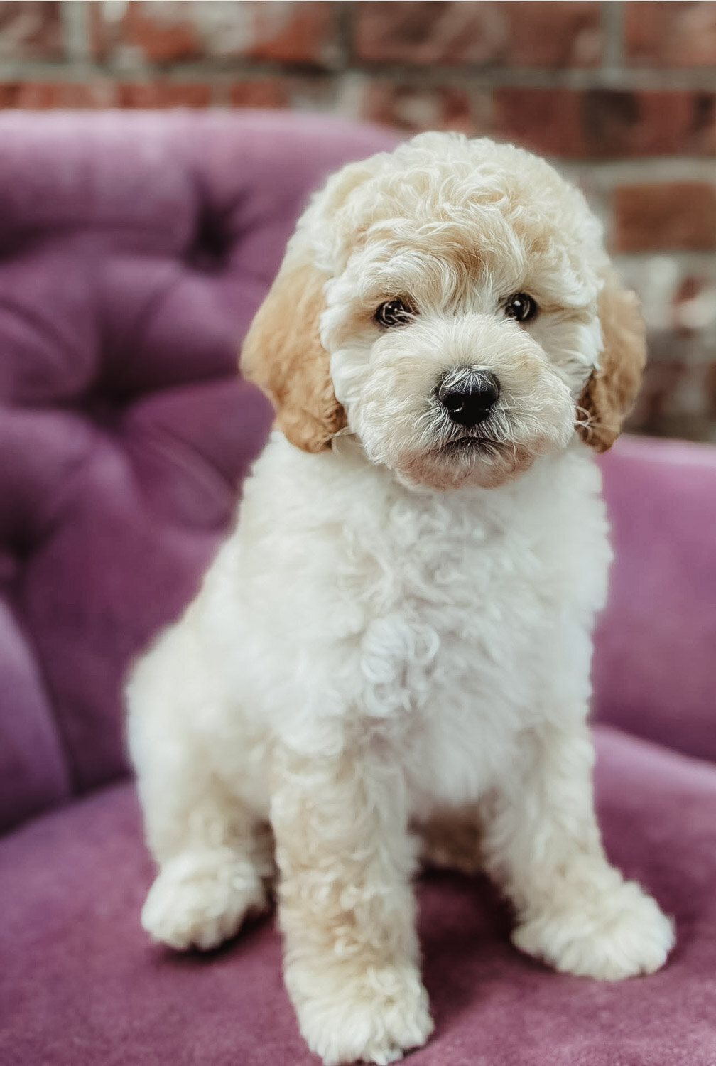 Salish Sea Miniature Poodles--142