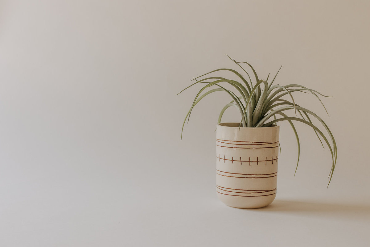 air plant minimal vase