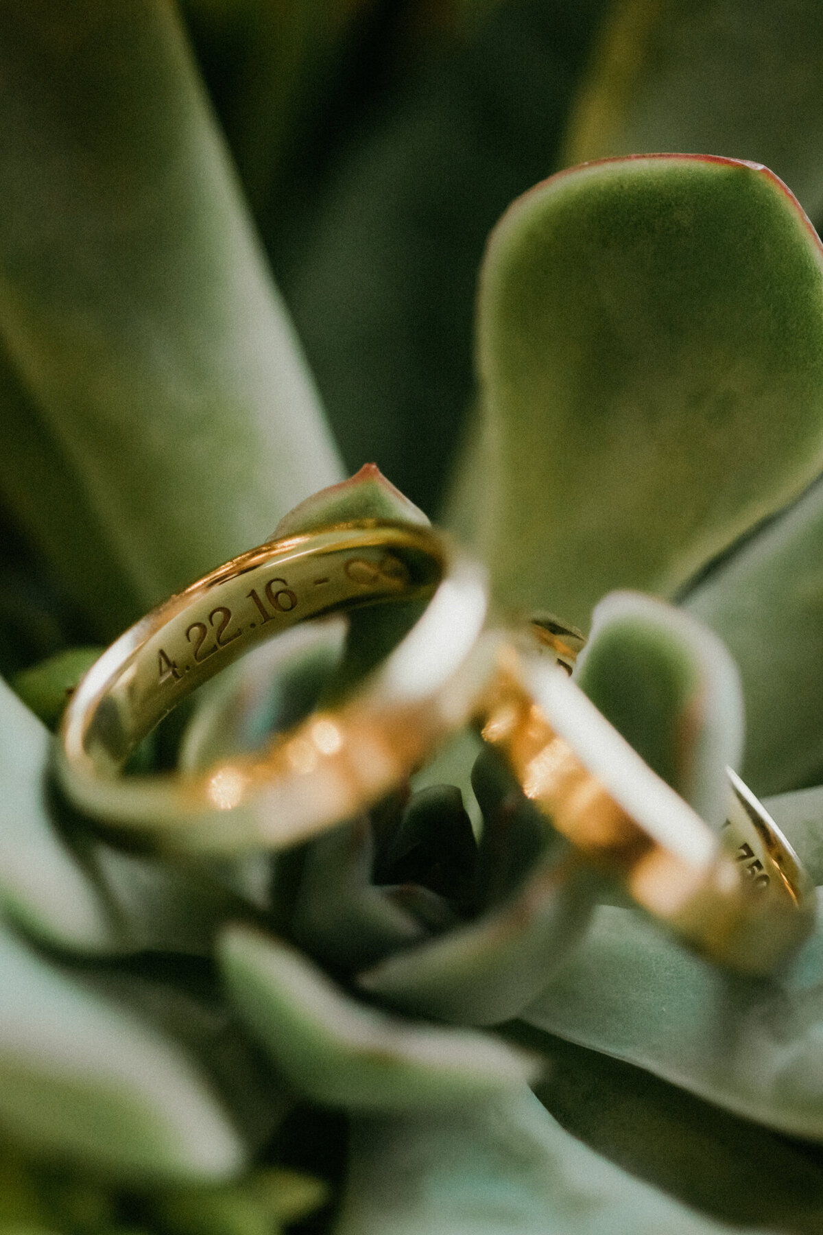 two grooms wedding bands close up shot styled on a succulent