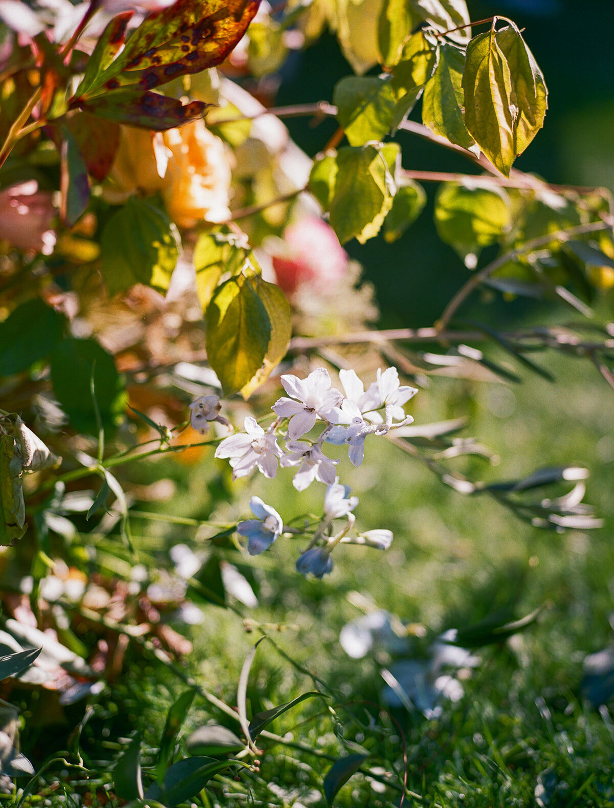 Tahoe-greagle-wedding-dejauregui-photography-91