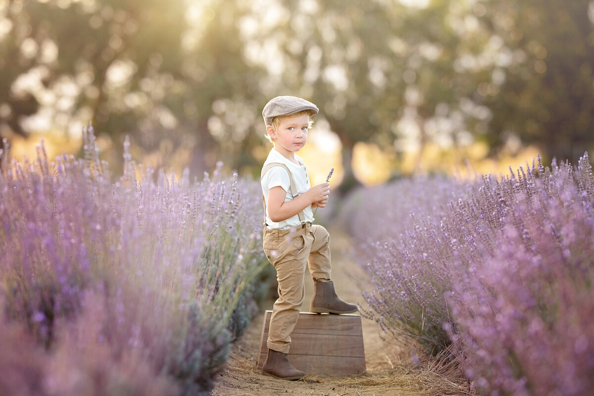 Lavender - 4