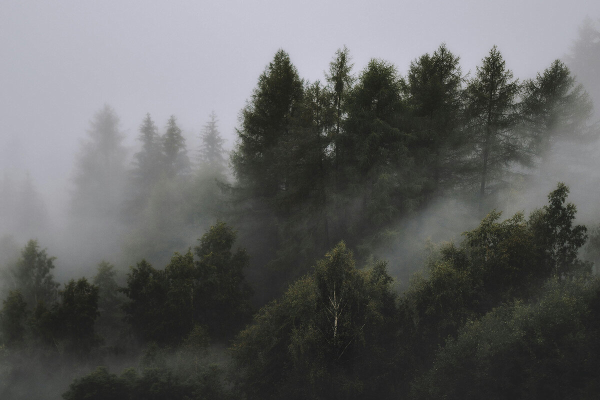 A person stands on a wooden bridge surrounded by dense, tall evergreen trees in a forest setting.