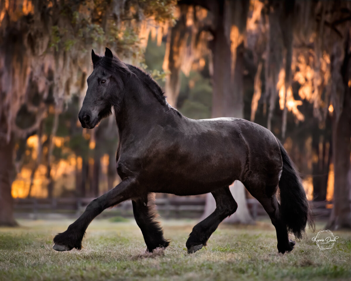 Free_Friesian_ADS4289