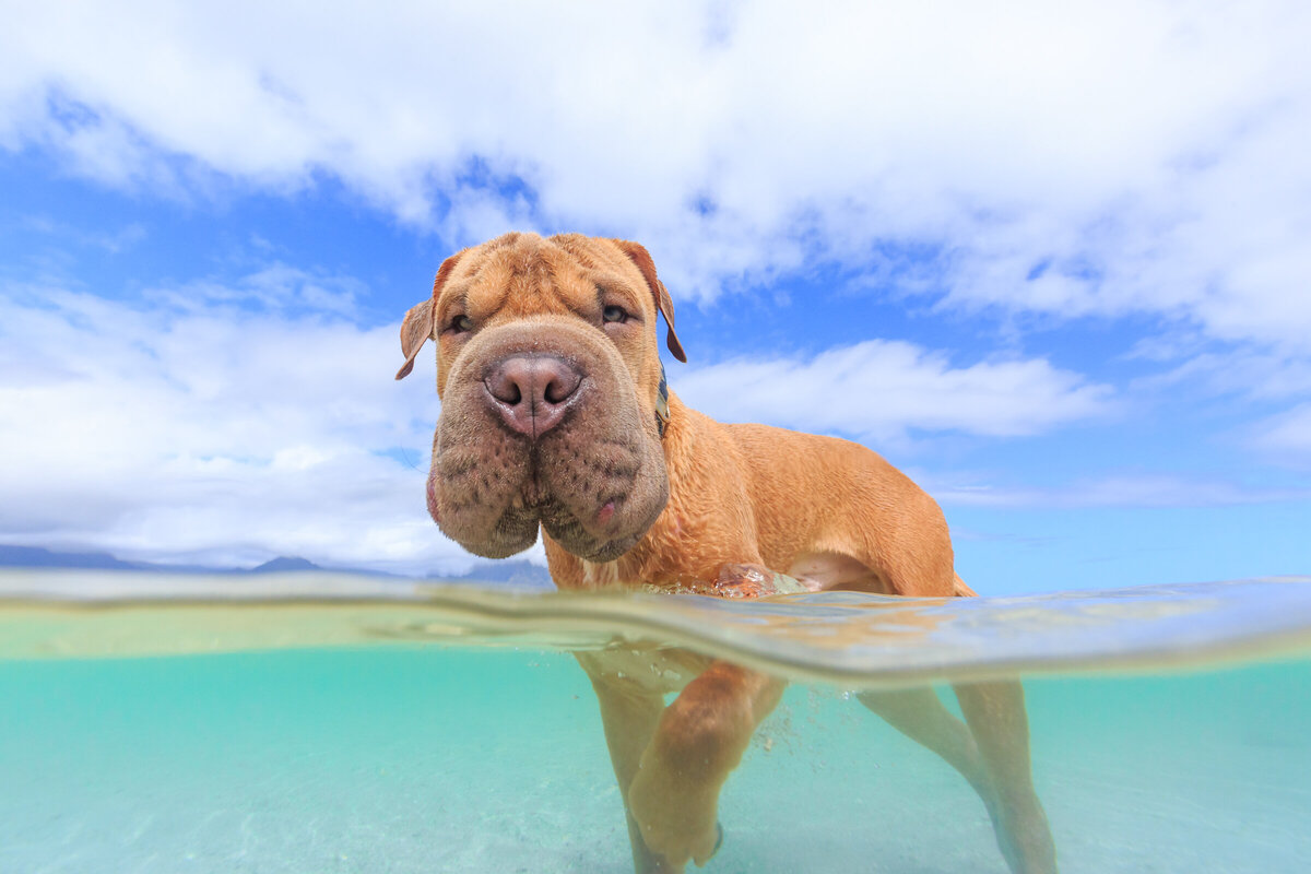Hawaii Senior Dog Photography-12